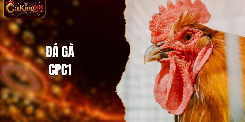Đá Gà CPC1