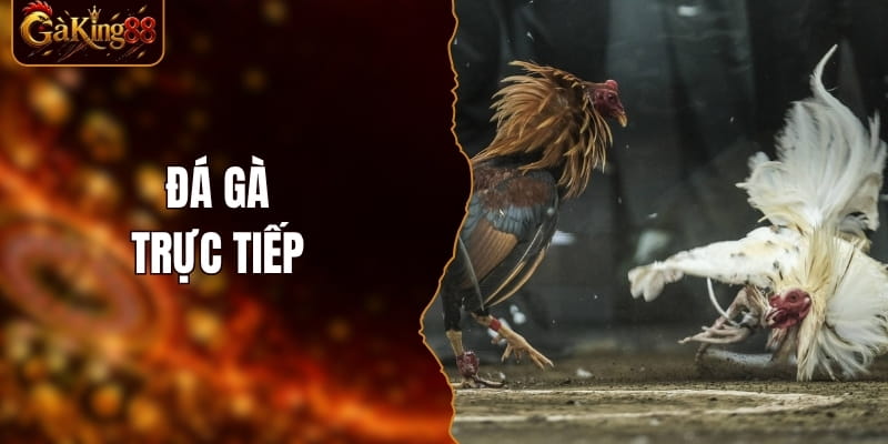 Đá Gà Trực Tiếp