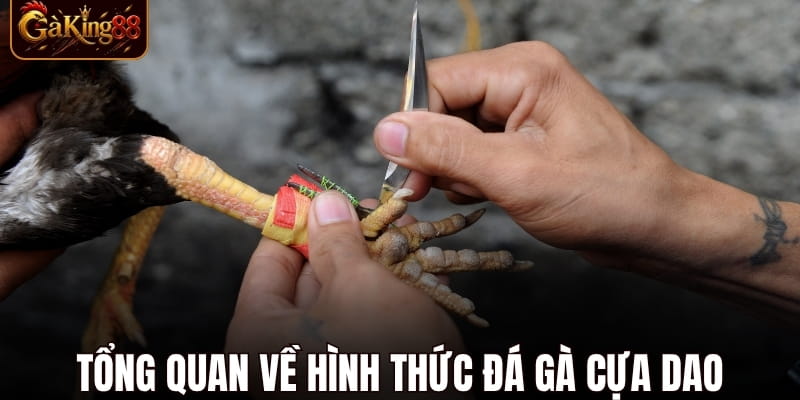 Đá Gà Cựa Dao