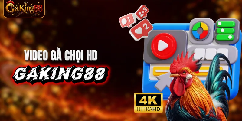 Video đá gà trực tiếp sắc nét
